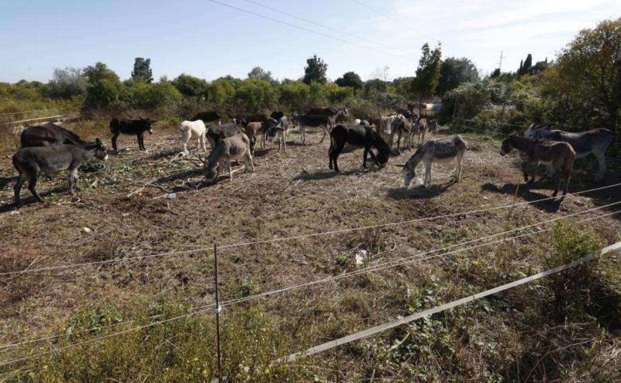 Los burros de prevención de incendios, retirados del Parque Natural. 