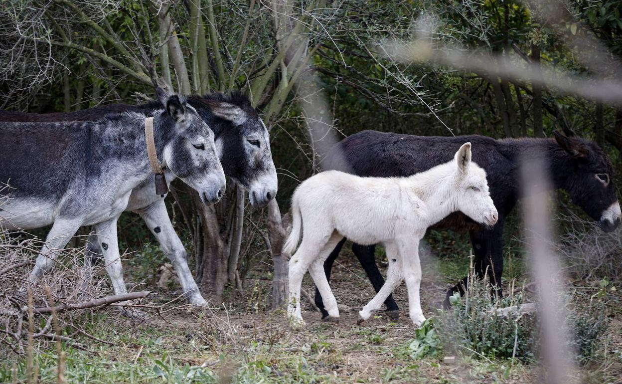 Algunos de los burros en la propiedad del ganadero. 