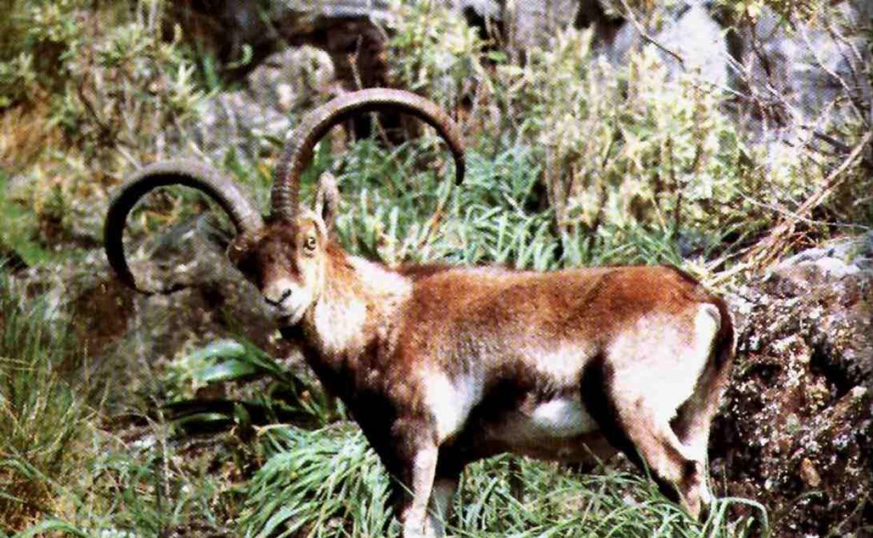 Un ejemplar de cabra montesa. 