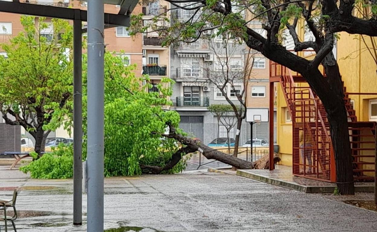 El árbol que ha caído en el colegio Juan Esteve de Albal. 