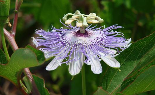 La planta de la pasiflora.