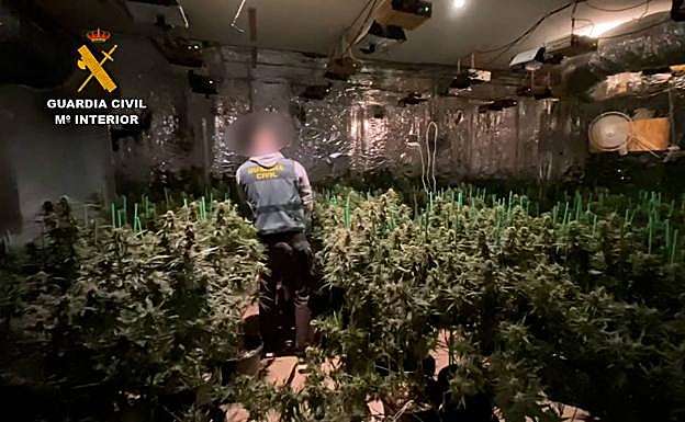 Imagen principal - La Guardia Civil desmantela las plantaciones de marihuana en dos chalés de lujo. 