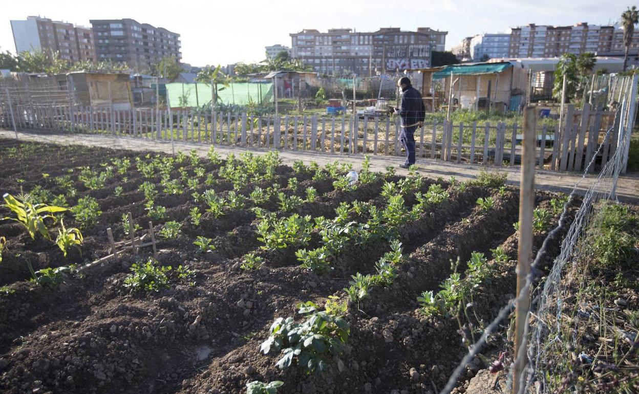 Huertos en Benimaclet con el casco urbano al fondo de la imagen. 