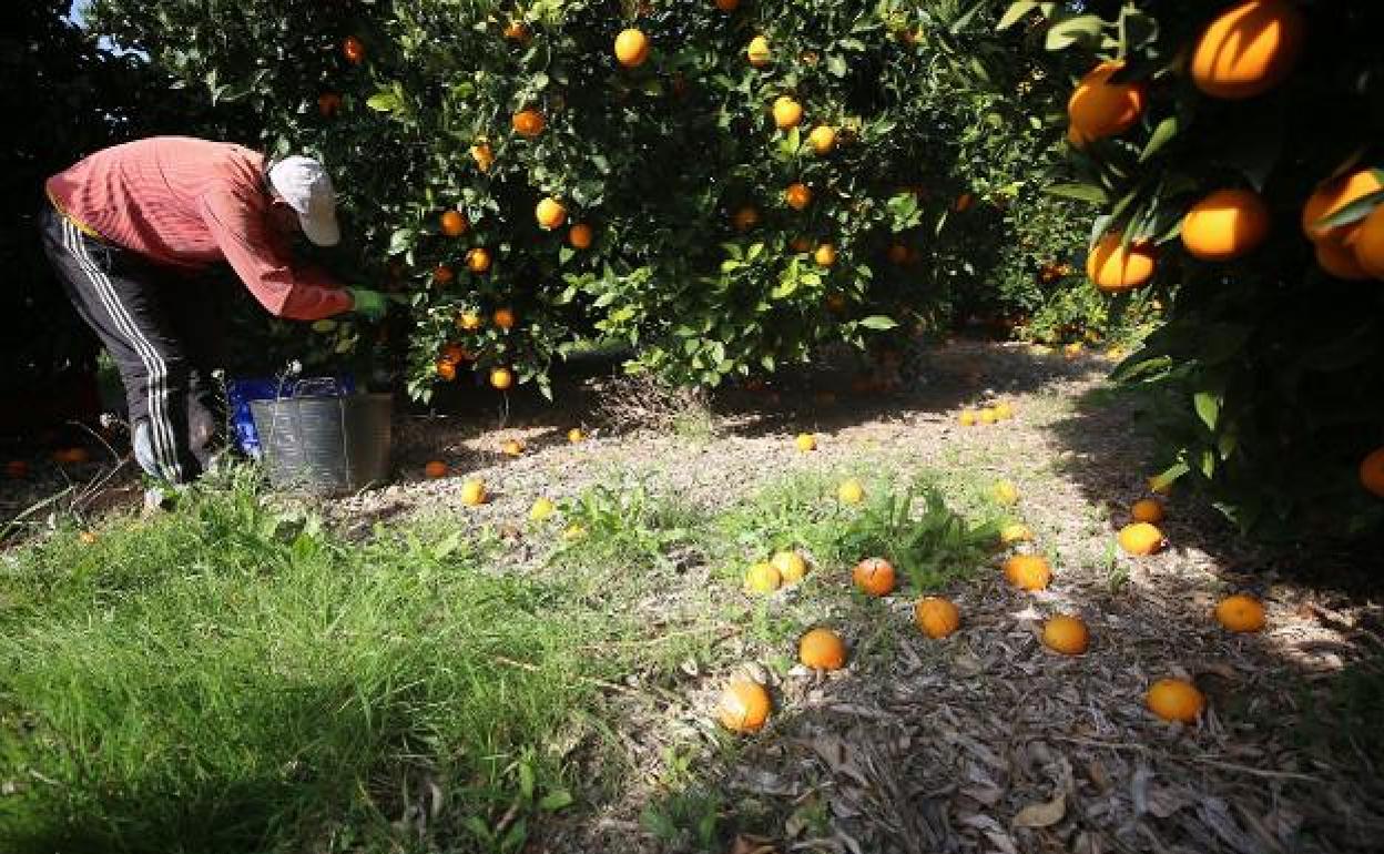 Una persona recoge naranjas en un campo. 