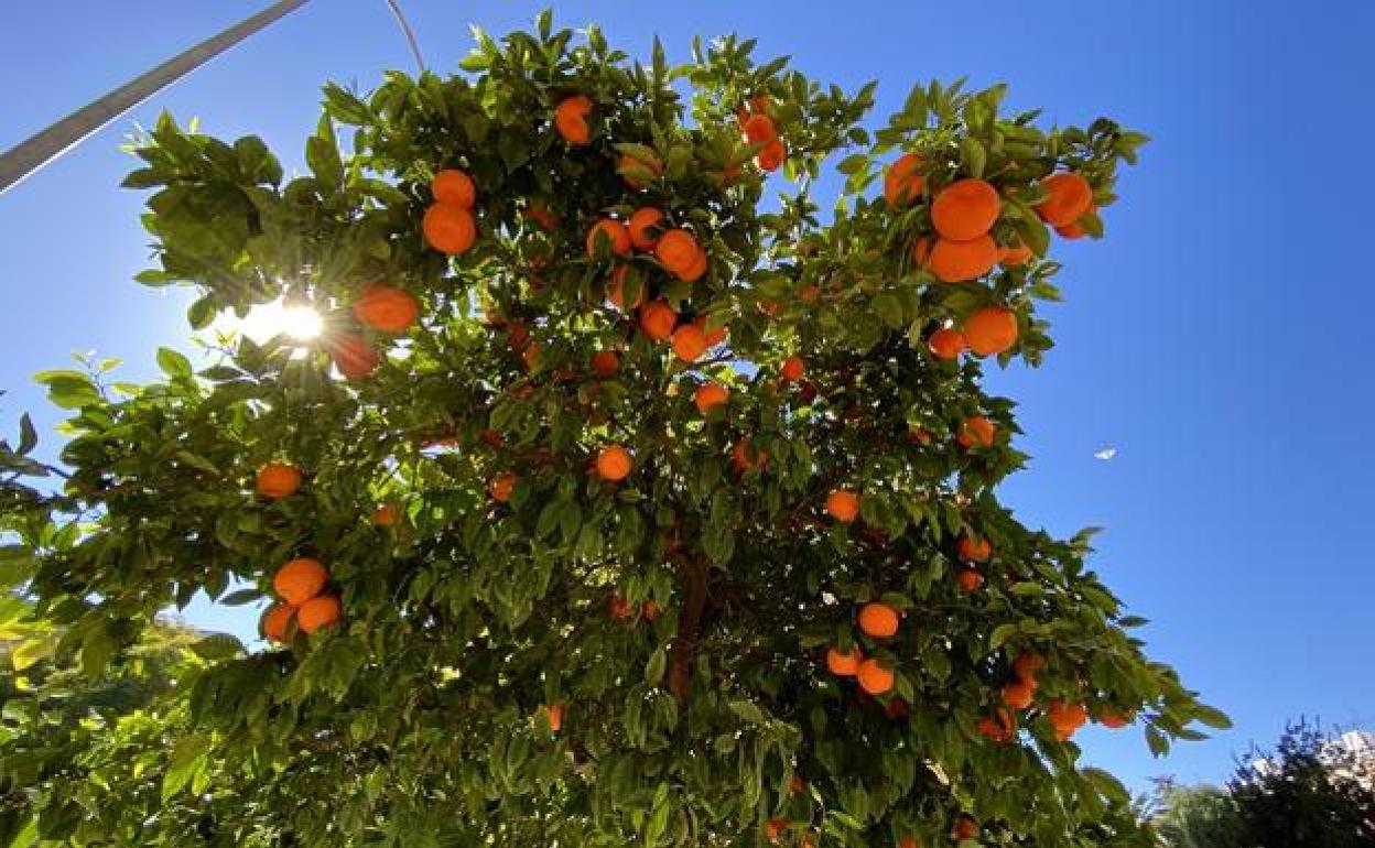 Naranjas | El Gobierno confía en que la UE desista en el trato de favor a la naranja sudafricana