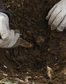 Imagen secundaria 2 - Trufa negra, Tuber melanosporum | El superalimento sin calorías e ideal para la piel que previene enfermedades cardiovasculares