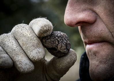 Imagen secundaria 1 - Trufa negra, Tuber melanosporum | El superalimento sin calorías e ideal para la piel que previene enfermedades cardiovasculares