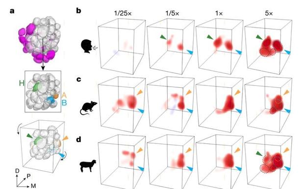 Figura 2. Los olores humanos y animales activan combinaciones peculiares de glomérulos en el lóbulo de la antena. a, reconstrucciones del lóbulo que resaltan los glomérulos orco+ (arriba, en gris), tres glomérulos focales (en el medio, con algunos glomérulos anteriores eliminados para mostrar los glomérulos A y B) y el ángulo desde el que se ven en representaciones 3D (abajo). A, glomérulo sensible de animales; B, glomérulo de sintonización amplia; H, glomérulo sensible de humanos. b–d, representaciones en 3D de la respuesta de un único mosquito hembra modelo a los olores de humanos (b), ratas (c) y ovejas (d). Las puntas de flecha indican los glomérulos focales de a. Los círculos discontinuos delimitan los glomérulos que responden enérgicamente a una concentración total de 5x. e, respuesta media de los glomérulos focales a estímulos registrados en b–d como mapas de calor. El tamaño del punto indica la dosis, y el sombreado alrededor de los puntos muestra la desviación media estándar.