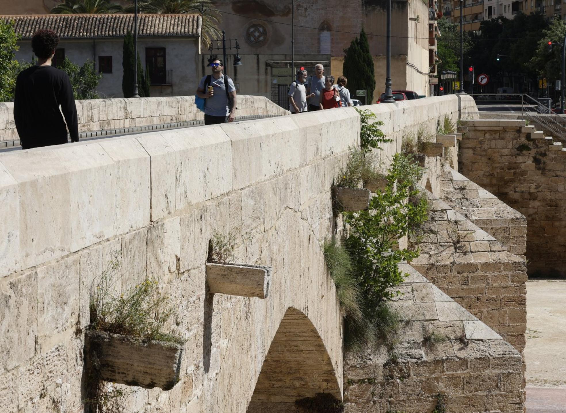 Maleza. Uno de los matorrales que crecen en el puente de la Trinidad. jesús signes