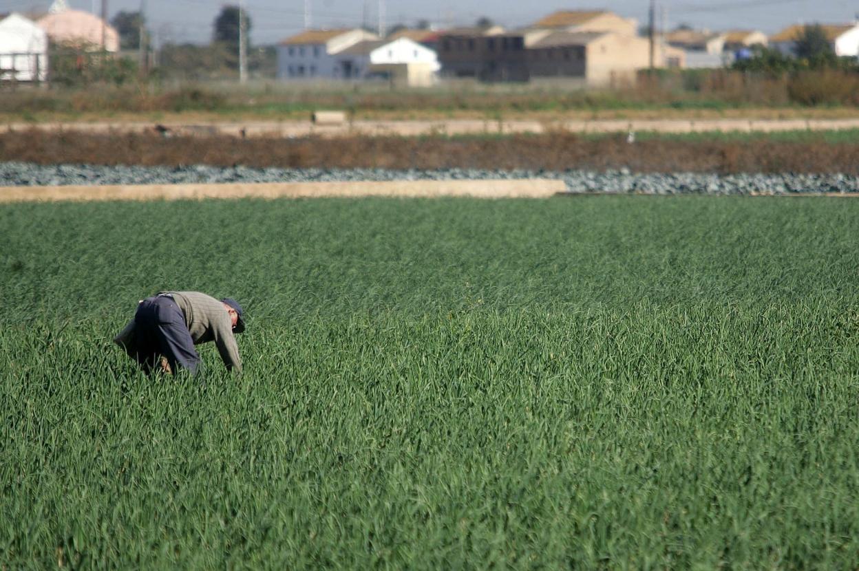 Un agricultor escarda a mano un campo de cebollas en la huerta próxima a Valencia. JUAN J. MONZó