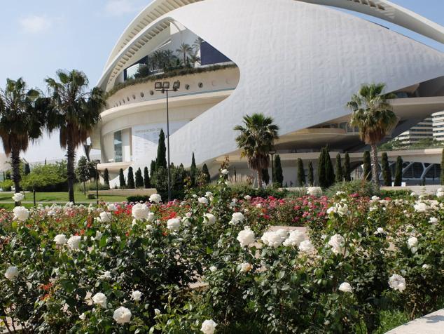 Fotos: Las rosas más sorprendentes del río