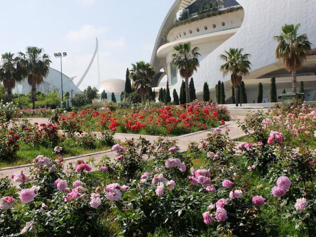 Fotos: Las rosas más sorprendentes del río
