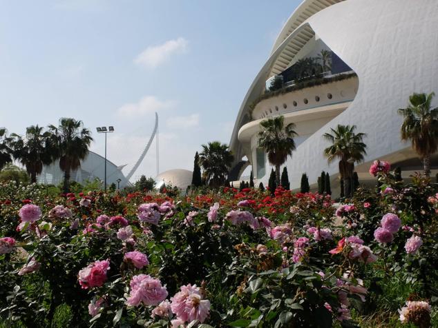 Fotos: Las rosas más sorprendentes del río