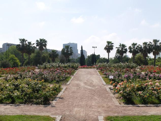 Fotos: Las rosas más sorprendentes del río