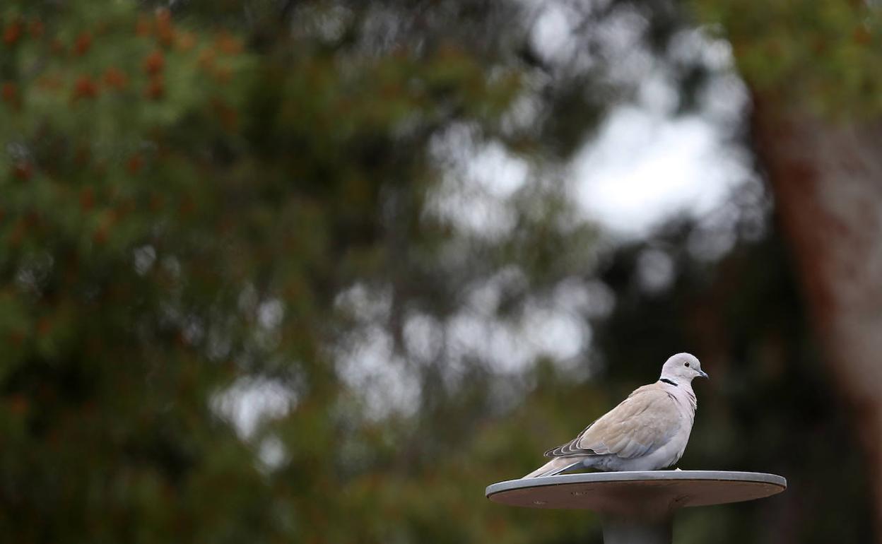 Una de las miles de palomas que habitan en el antiguo cauce del Turia