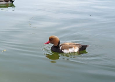 Imagen secundaria 1 - Algunos de los animales que viven en el río