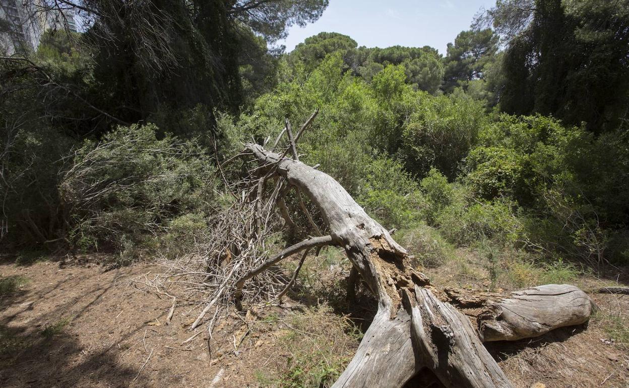 Bosque de la Devesa de Valencia, en imagen de archivo. 