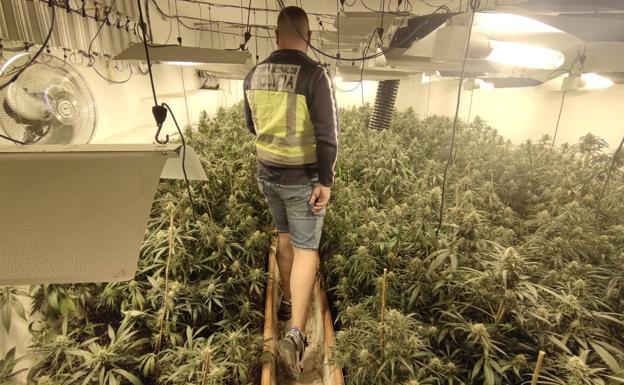 La Policía desmantela una plantación de marihuana en un chalé de lujo en Chiva