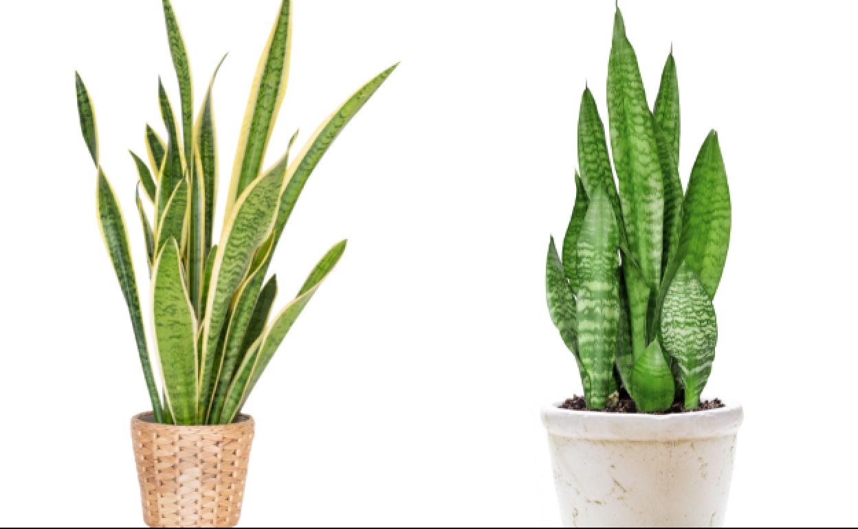 Lengua de suegra, Sansevieria: cuidados | Consejos para que la planta que  purifica el aire de tu casa crezca bonita | Las Provincias