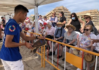 Imagen secundaria 1 - Varios momentos del acto de suelta de tortugas celebrado en Dénia. 