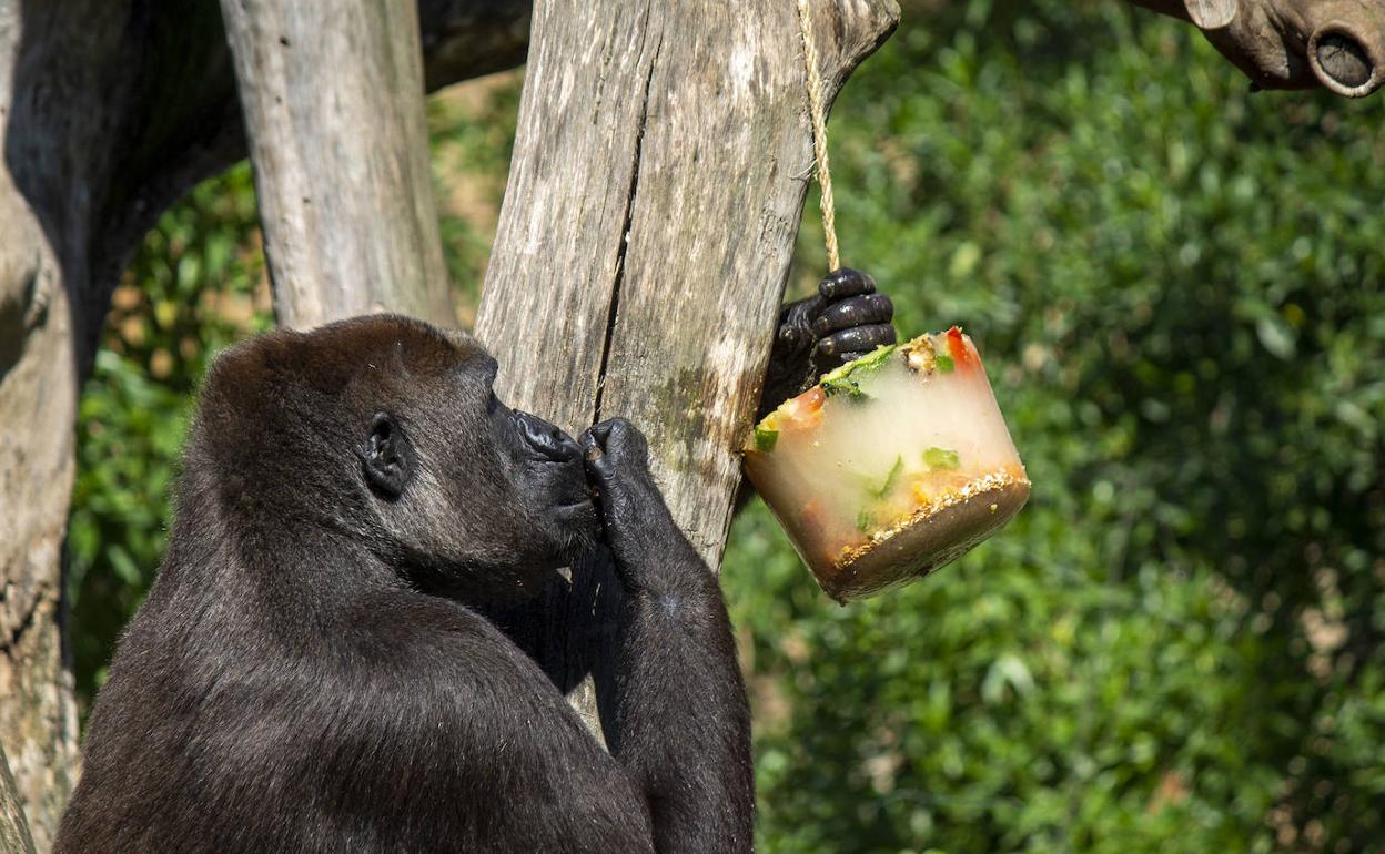 Uno de los animales se refresca con un helado de hielo y frutas. 