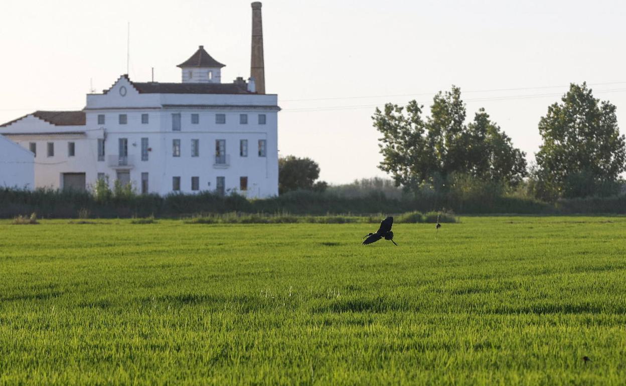 Campos de arroz en la Albufera. 