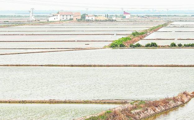 Explotación agrícola. Campos de arroz inundados.