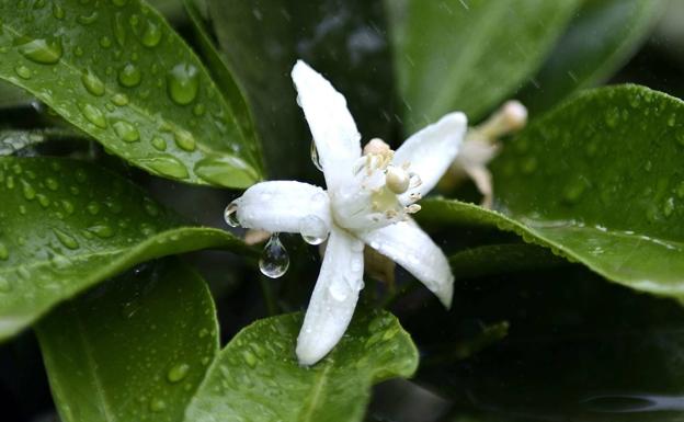 Flor de azahar.