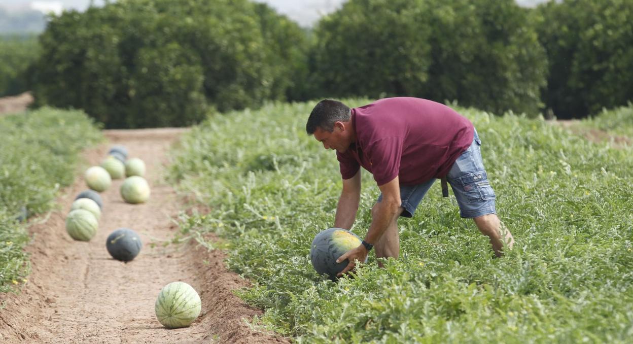 Especialista. Pepe Brisa, de Benaguasil, en plena tarea, eligiendo las sandías ya maduras y sacándolas de las matas. 