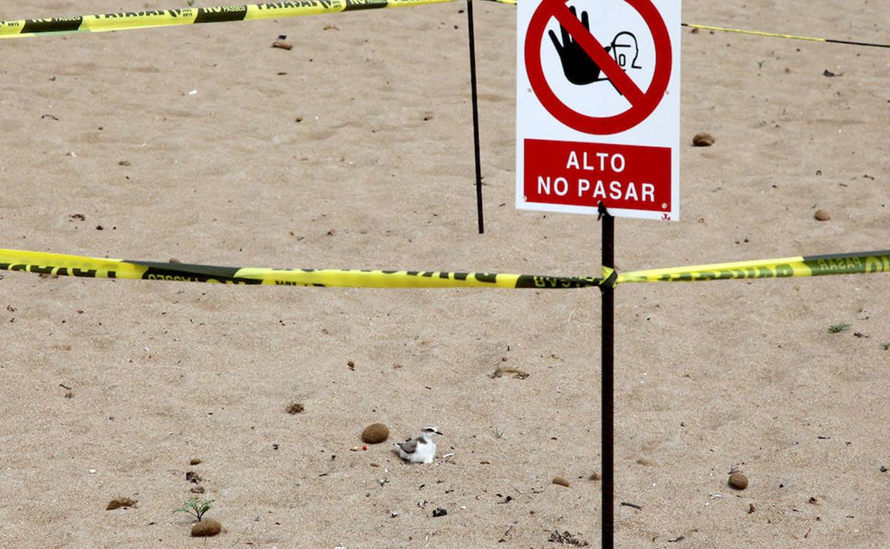 Un ejemplar de chorlitejo en la playa de les Albaranes de Dénia. 