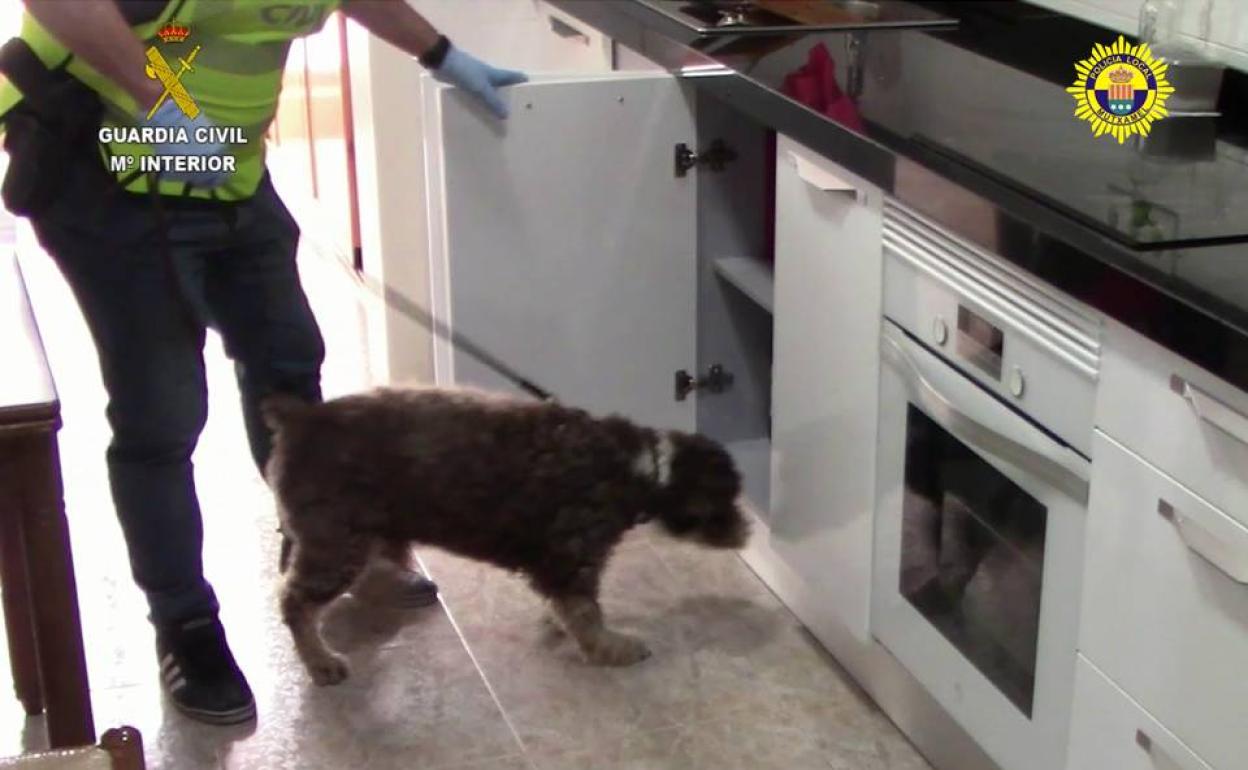 Imagen del perro en el momento en el que localizó el escondite donde estaba la droga. 