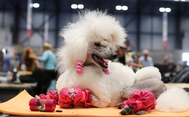 Un caniche, una de las razas más populares en el World Dog Show, de Madrid.