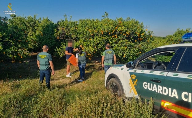 La Guardia Civil confisca 11 toneladas de naranjas robadas en campos valencianos