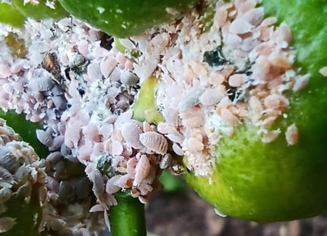 Daños. Naranjas plagadas de 'cotonets' de Sudáfrica. 