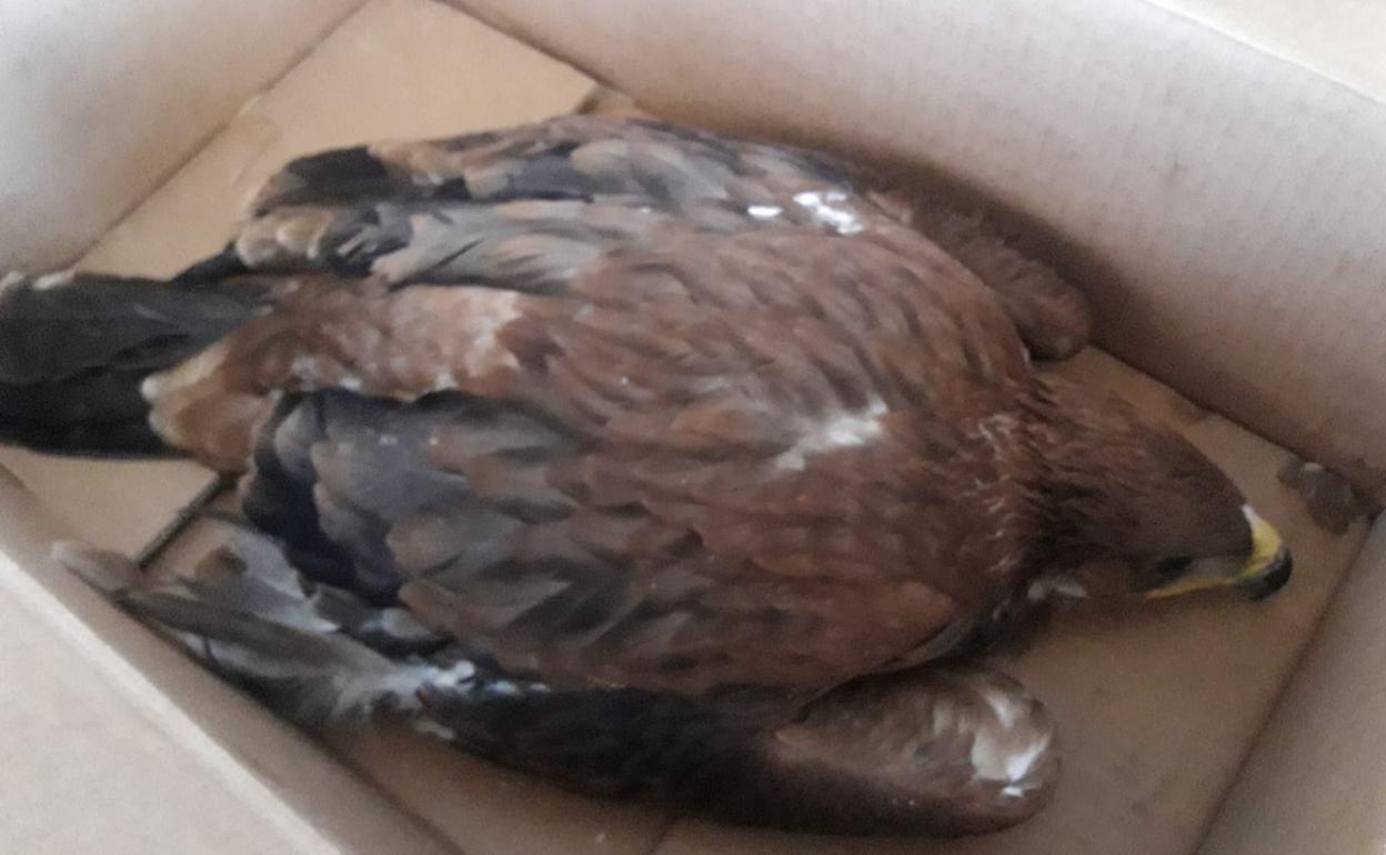 Salvan la vida a tres pollos de águila imperial ibérica | Las Provincias