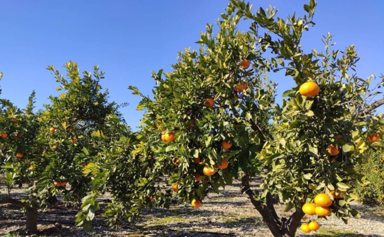 Naranjas | La Comisión Europea investigará los análisis de Turquía sobre los cítricos exportados