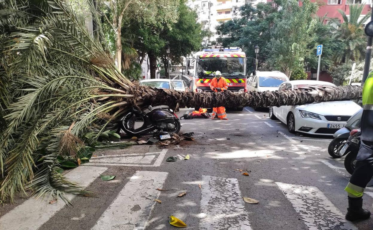 Palmera desplomada en la calle Maestro Esteban Catalá de Valencia. 