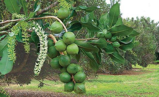 Un árbol con nueces de macadamia en un huerto de Kailua-Kona (Hawái)