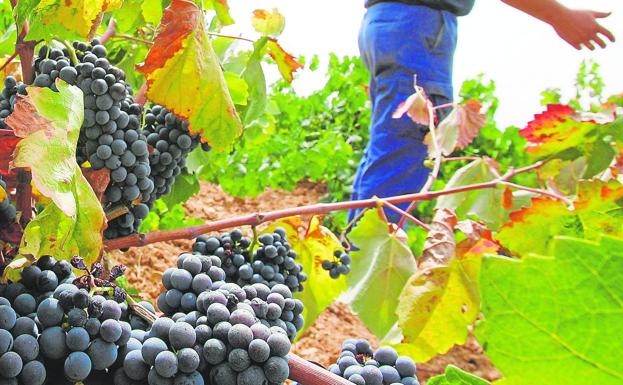 Viñedos en la comarca Utiel-Requena. 