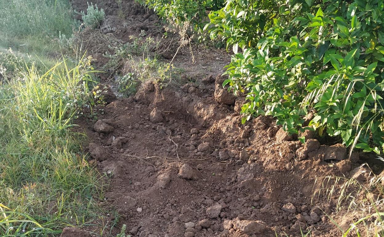 Daños causados por los jabalíes en una parcela de cultivo de Villalonga. 