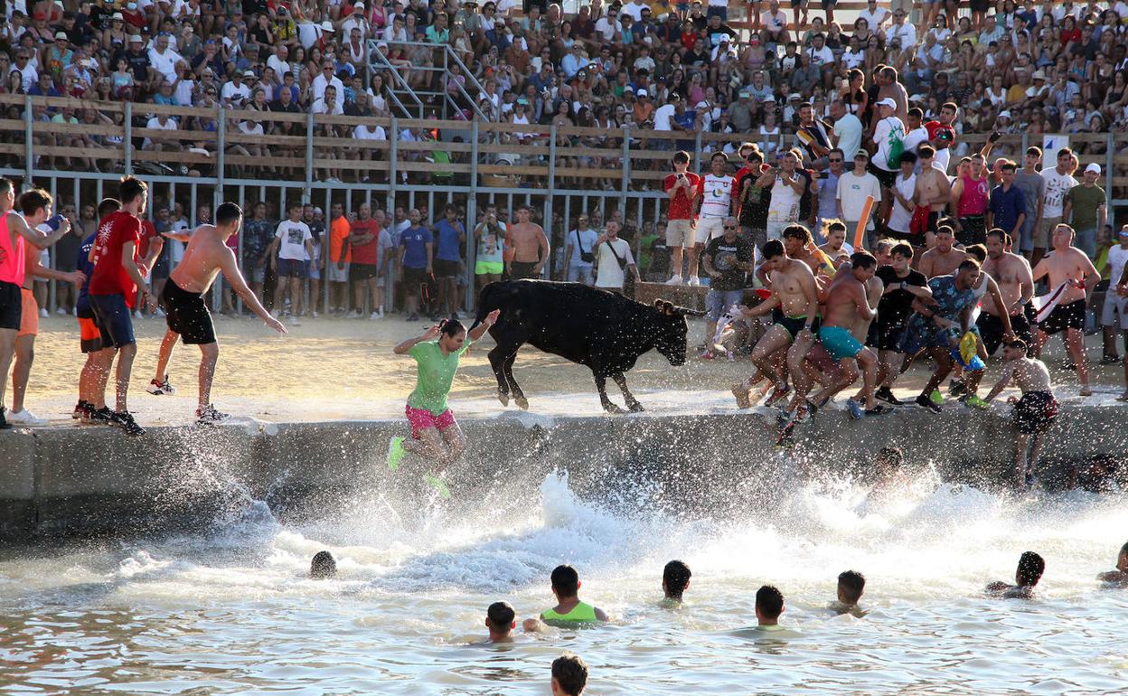 Participantes en los 'bous a la mar' se tiran al agua ante la presencia del animal. 