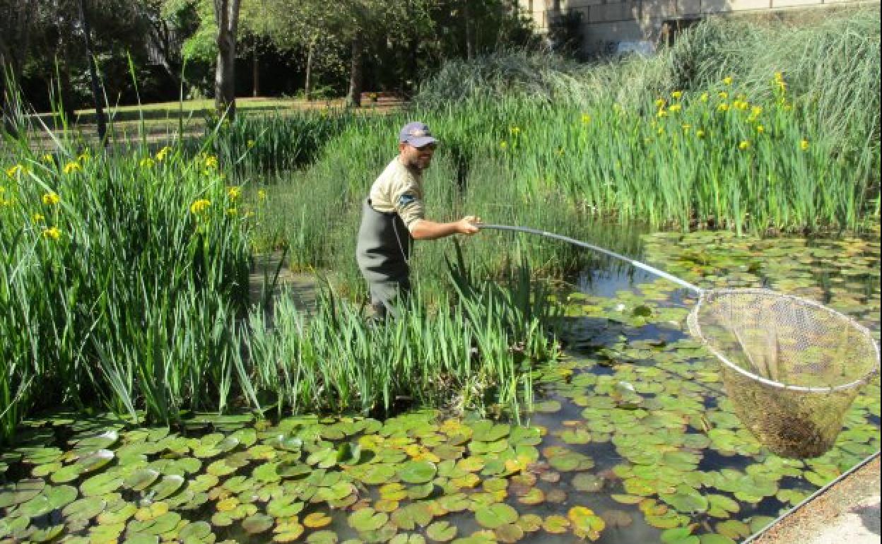FP: cursos de formación profesional | El nuevo curso de formación gratis para trabajar de jardinero en Valencia