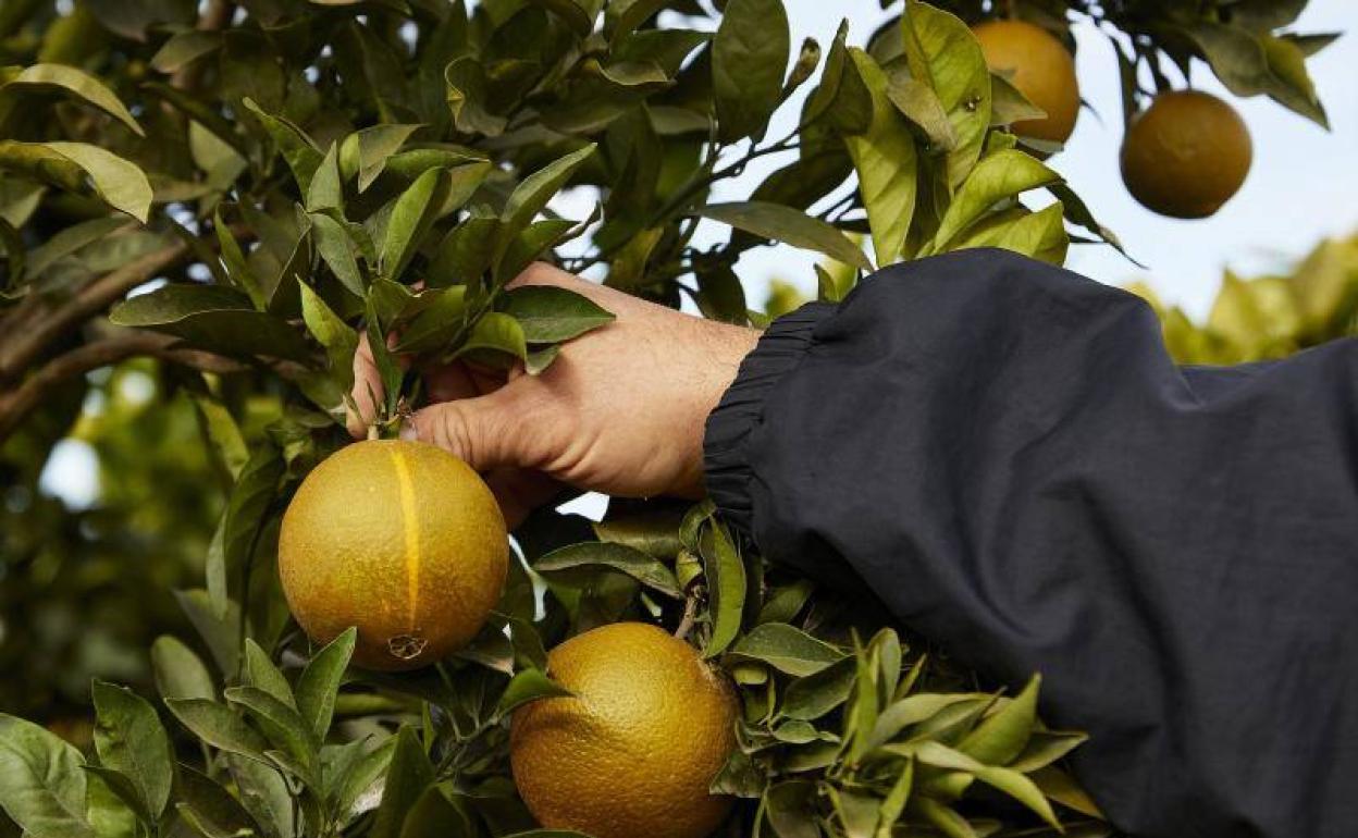 Naranjas del IVIA, Moncada, Comunidad Valenciana. 