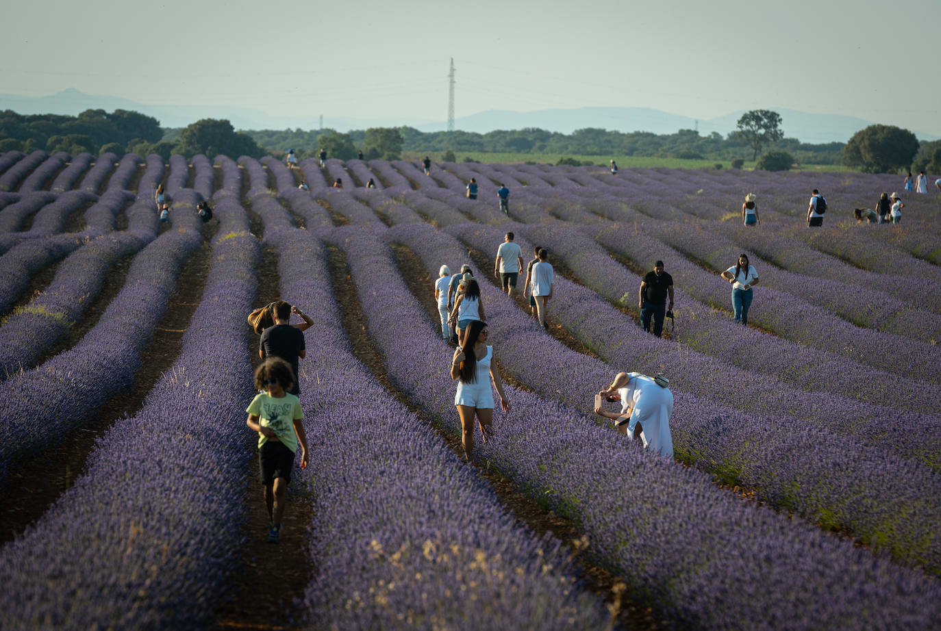 Fotos: Los mágicos campos de lavanda de Brihuega (Guadalajara)