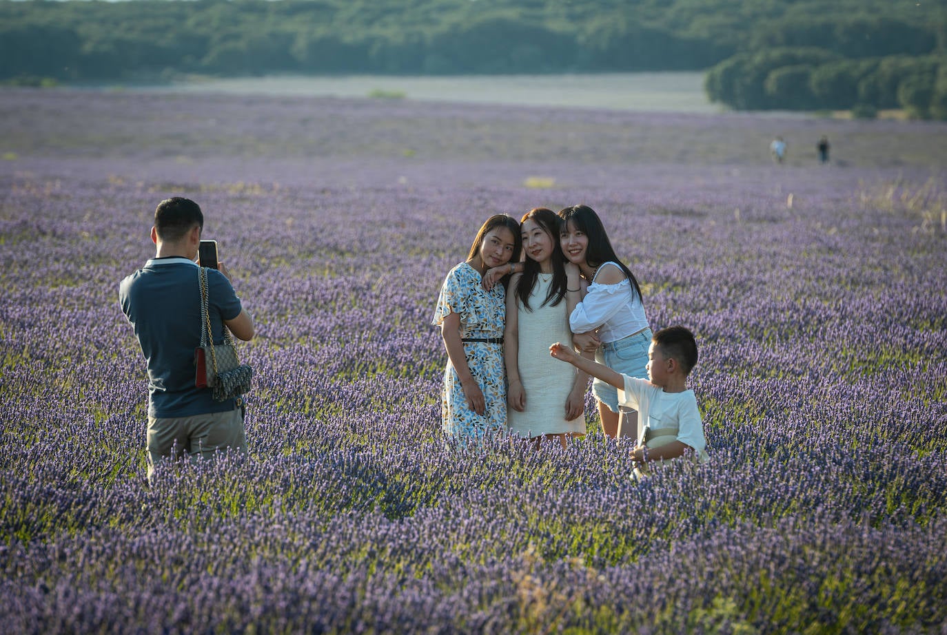 Fotos: Los mágicos campos de lavanda de Brihuega (Guadalajara)