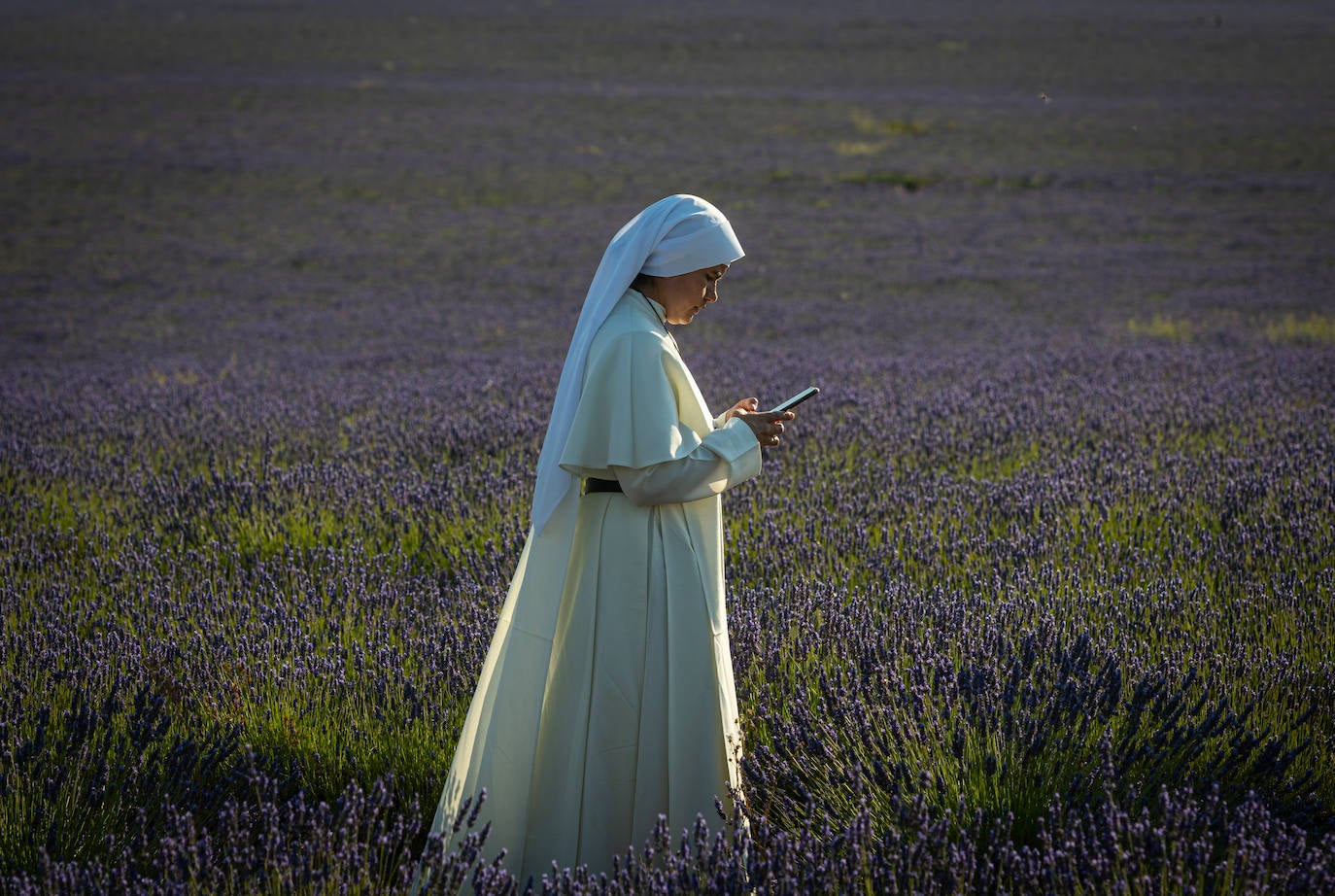 Fotos: Los mágicos campos de lavanda de Brihuega (Guadalajara)