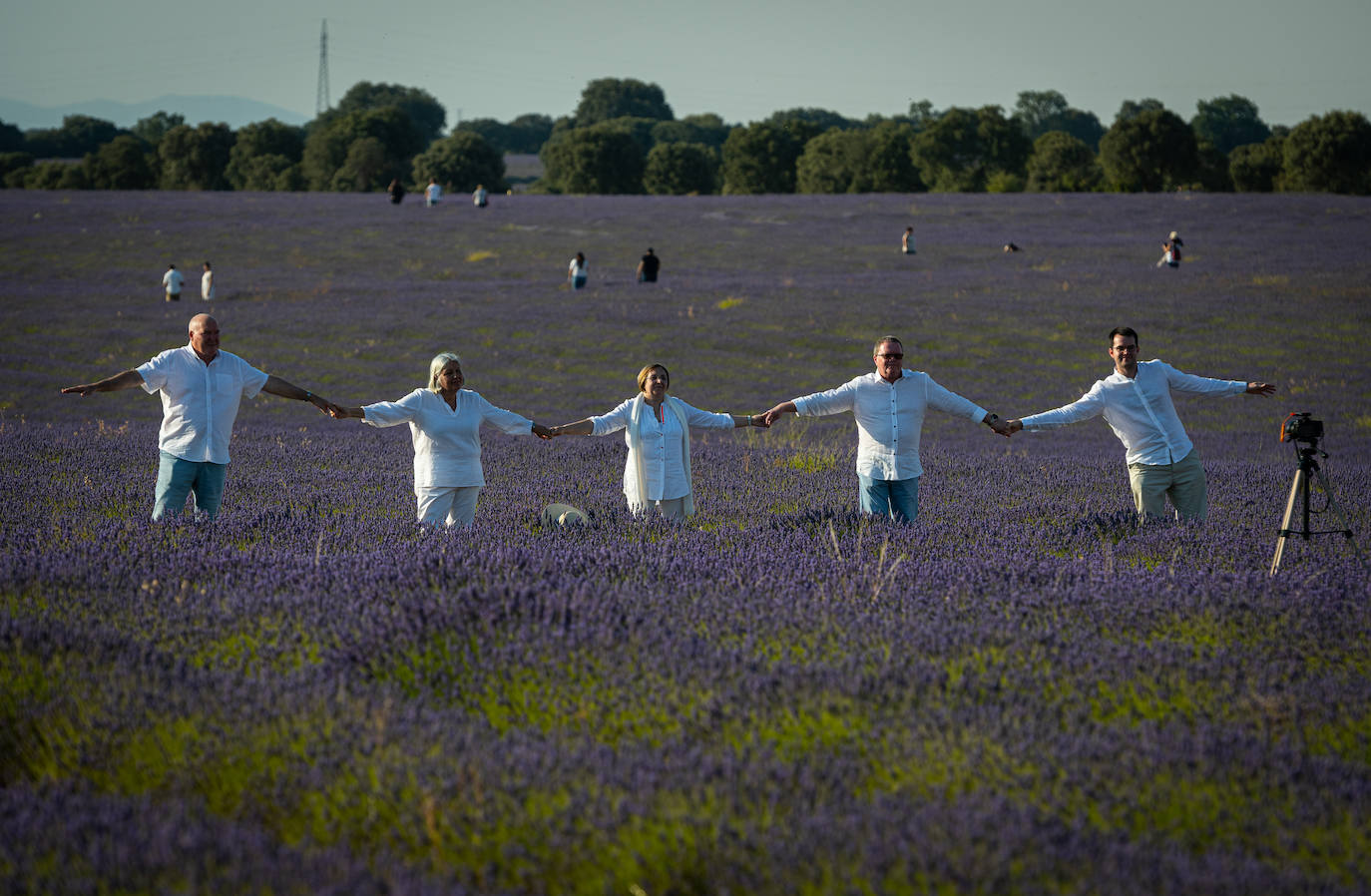 Fotos: Los mágicos campos de lavanda de Brihuega (Guadalajara)