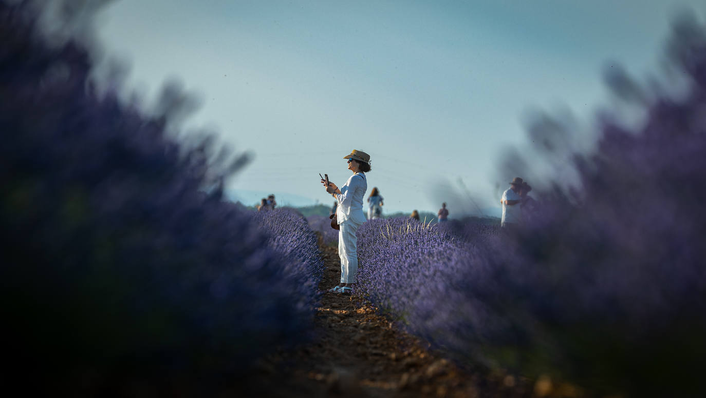 Fotos: Los mágicos campos de lavanda de Brihuega (Guadalajara)