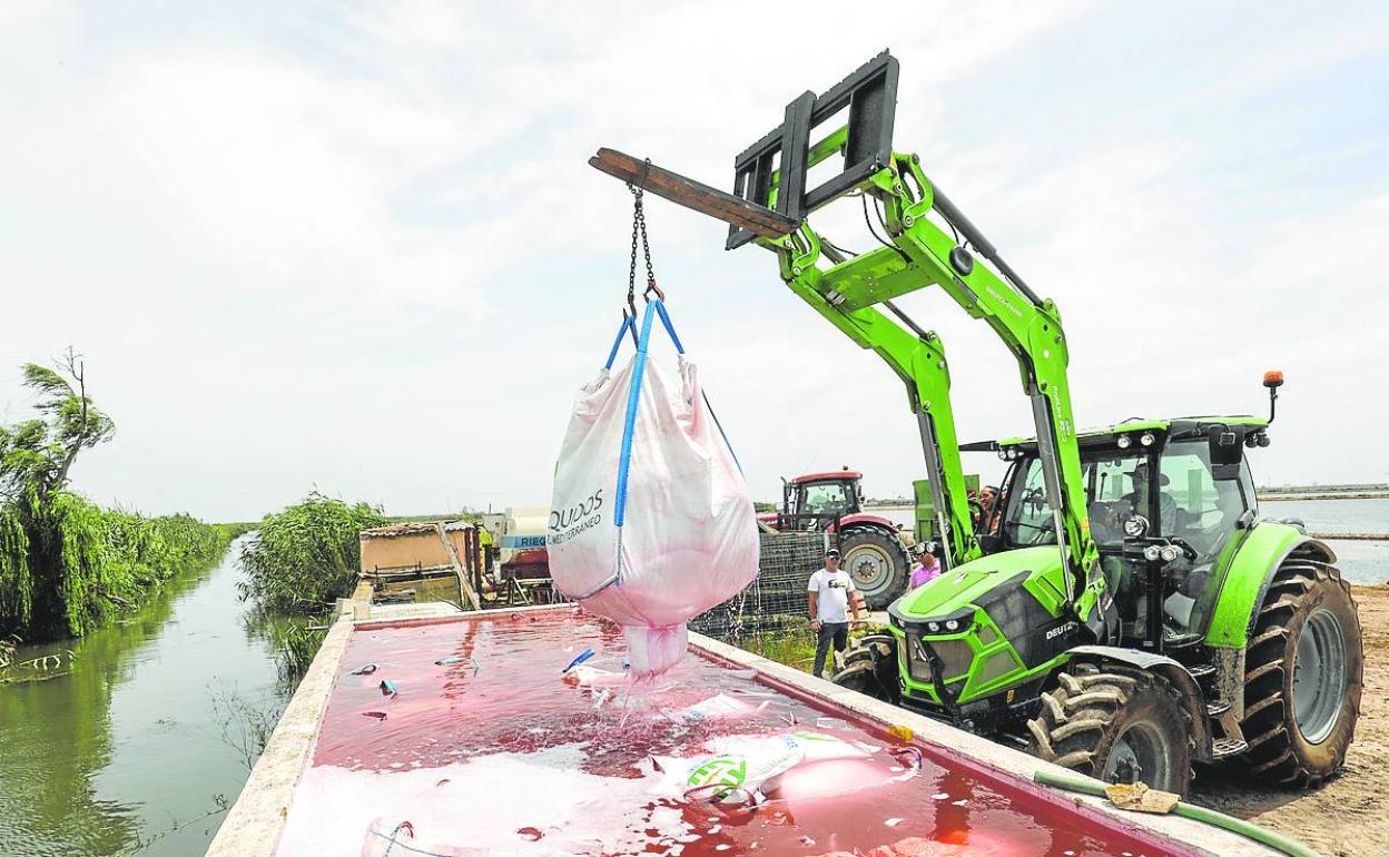 Preparación de la siembra del arroz. 