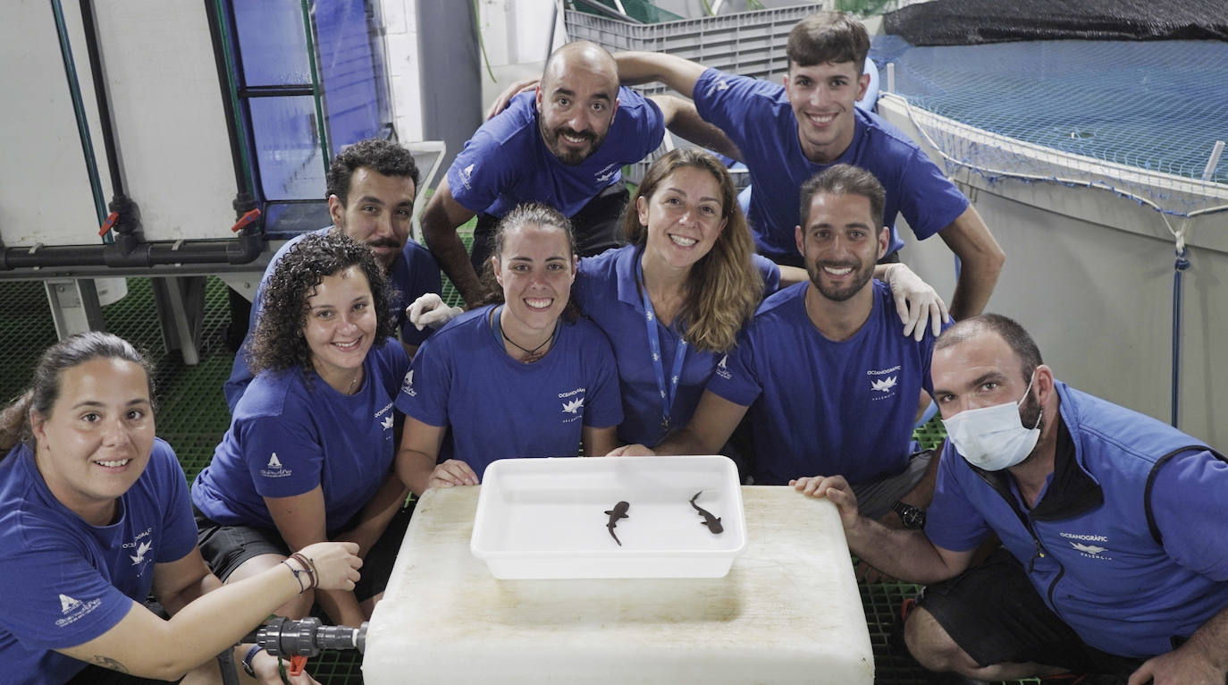 Los cuidadores del tibrón nodriza de cola corta en el Oceanogràfic